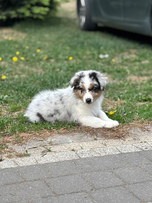 Owczarek australijski Aussie chłopiec