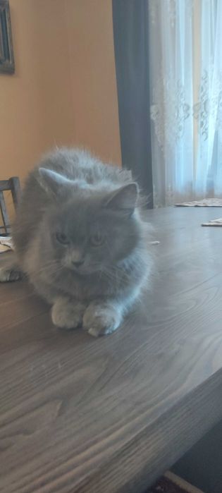 Віддам кошенят в добрі руки безкоштовно