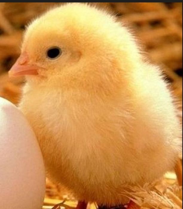 Інкубаційні яйця  КОББ 500