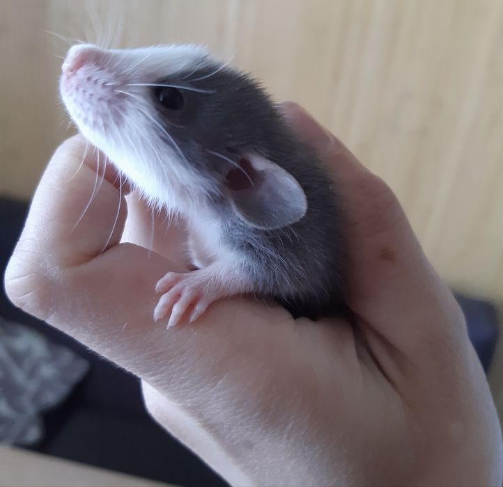 Крисенята криси Дамбо