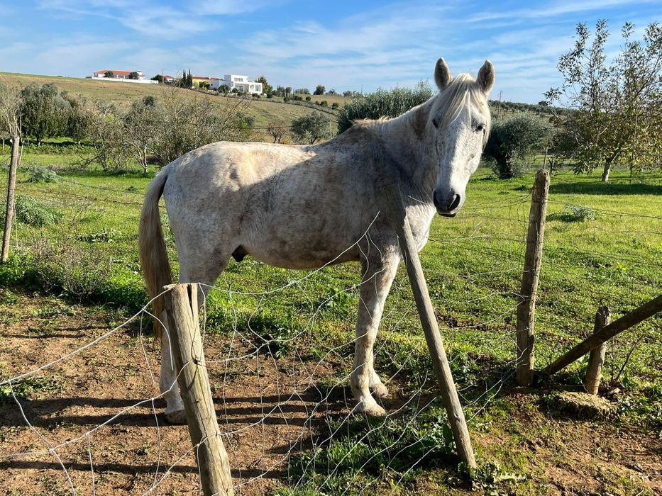 Cavalo muito manso montado