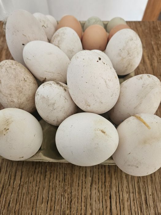Wiejskie jaja  od kur i gęsi.