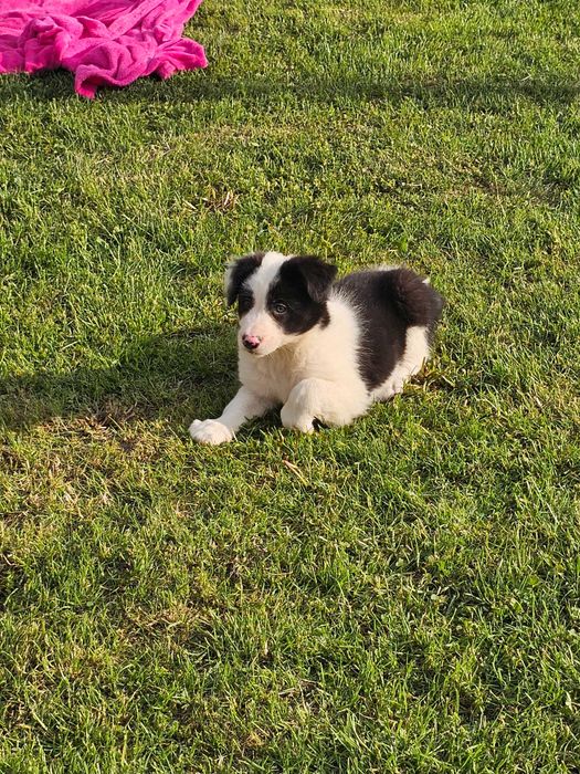 Border collie - gotowy do zmiany domku
