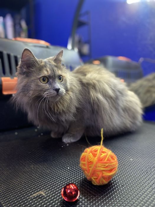 Грумінг / купання котиків Суми