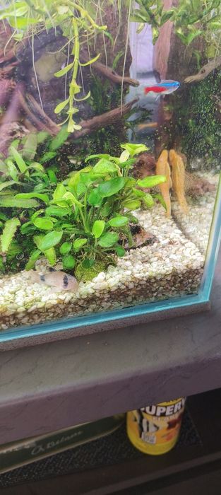 Anubias Petite - roślina akwariowa