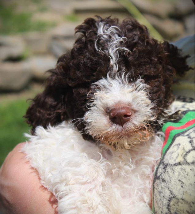 Lagotto Romagnolo piesek ZKwP FCI
