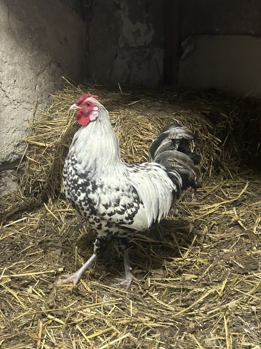 Kogut Hamburski roczny