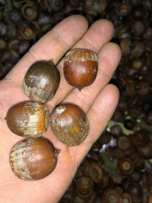 Дуб червоний насіння (Quercus rubra) жолудь, для декору