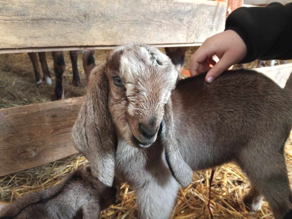 Koziołek Kozioł anglonubijski