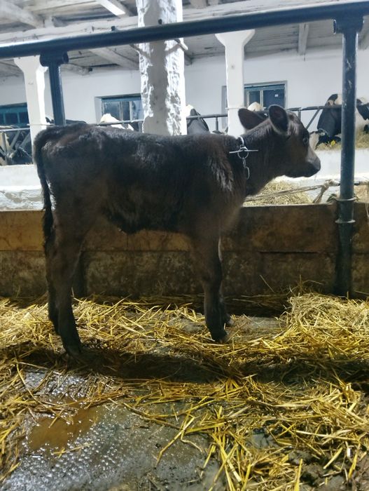 Продам теличку полукровку джерсея