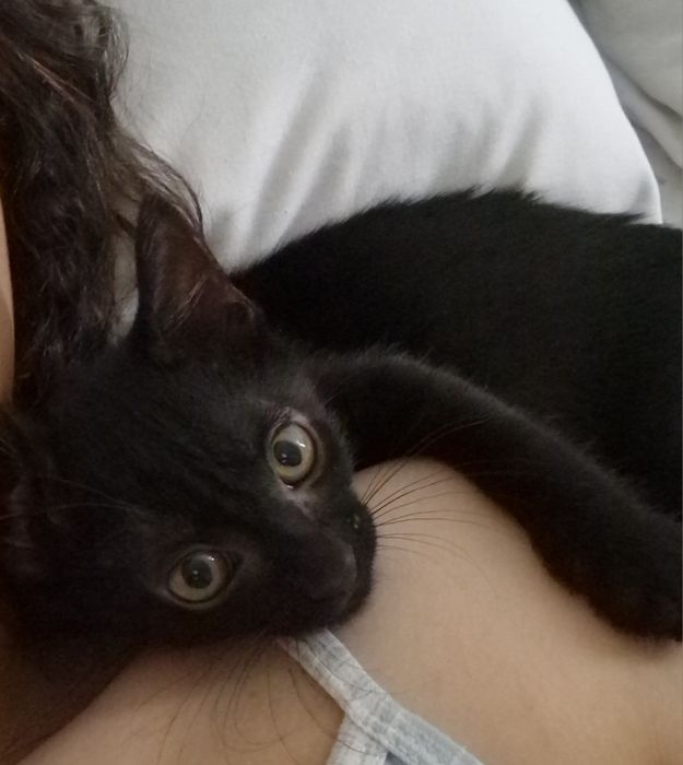Doação gatinha bebé de 2 meses com kit