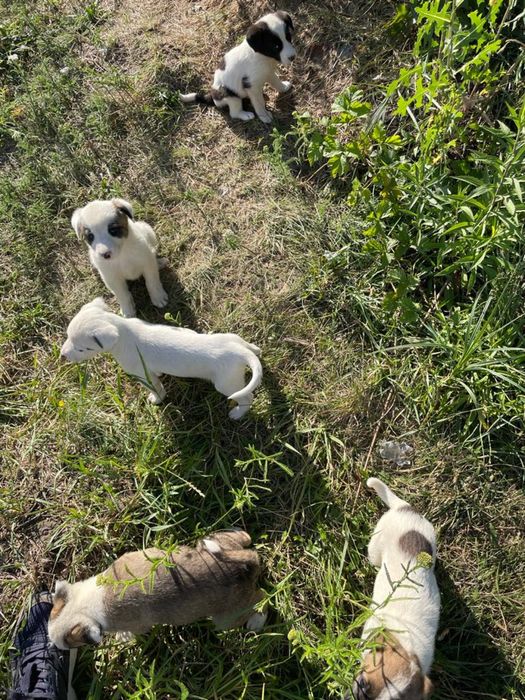 Віддам щенят