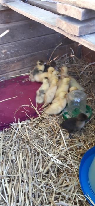 ТЕРМІНОВО!!! Продам індокаченнята