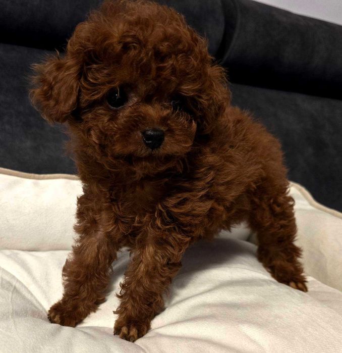 pudel teacup dziewczyna linia chinska