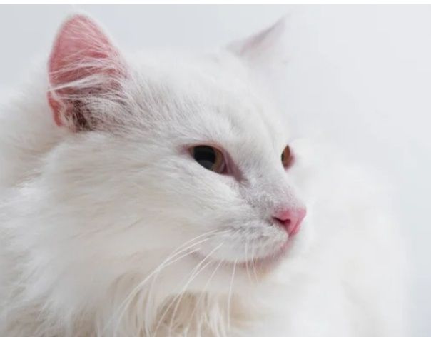 Білий пухнастий кіт в добрі руки