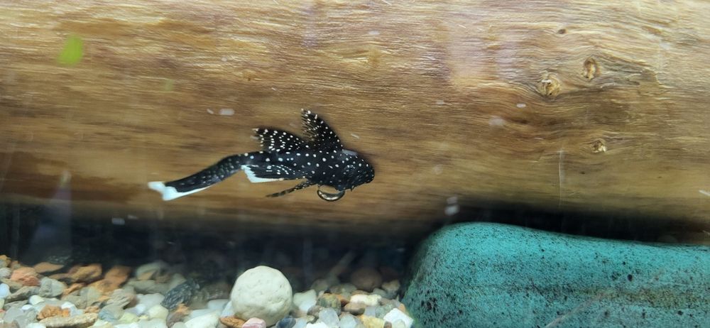 Вуалеві зірчасті соміки