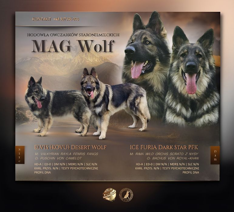 Owczarek staroniemiecki