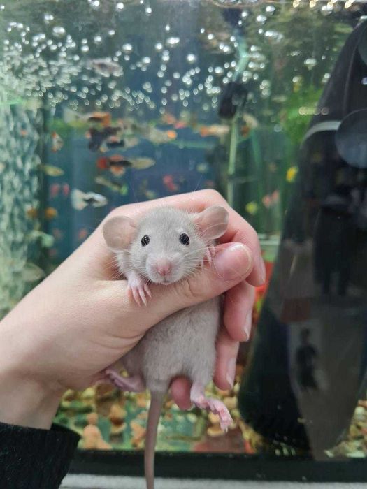 Крыски, пацючки , крысы, крыса, крисята декоративні ручні дамбо