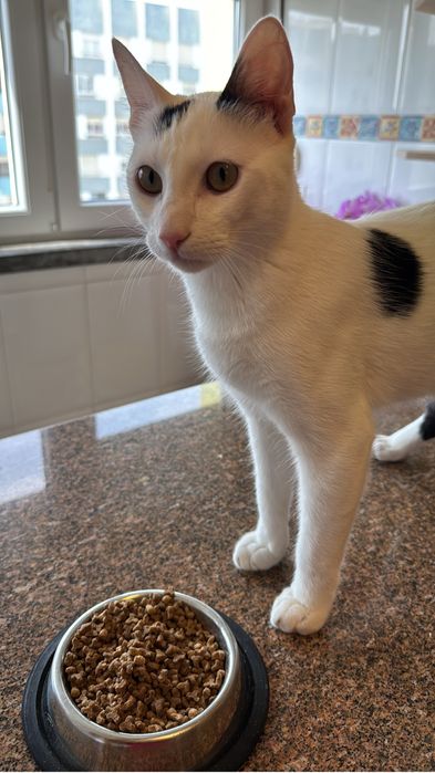 Gato esterilizado com chip e vacinas - macho