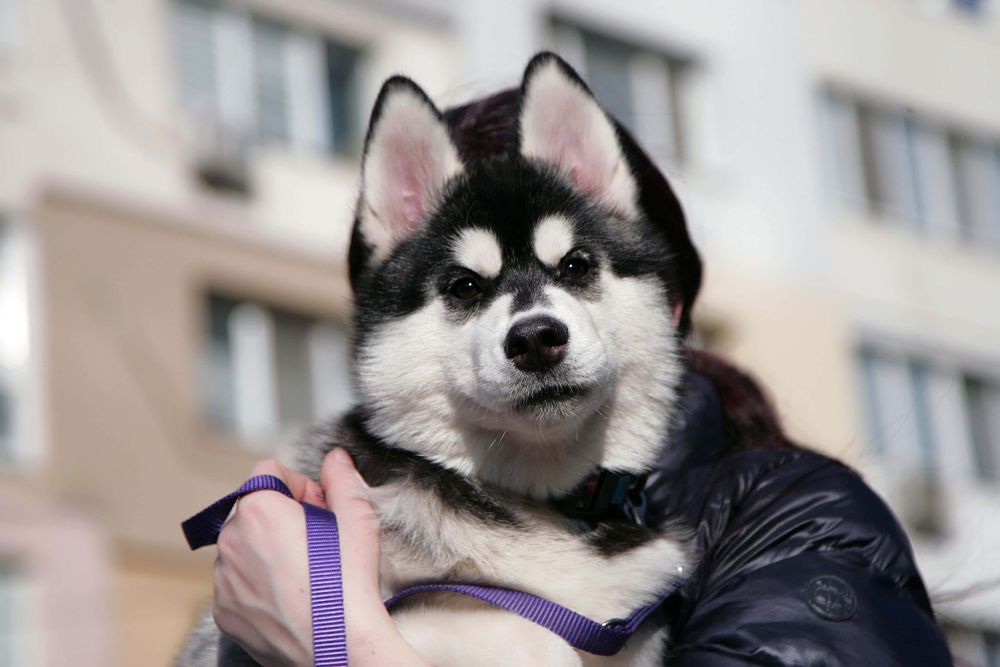 Хаскі із розплідника