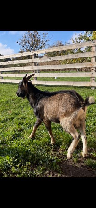 Koziolek 8 miesieczny