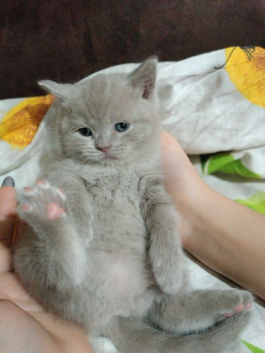 Продается шотландская кошечка