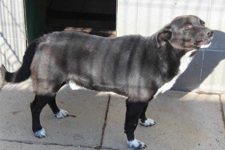 006832 Henio do adopcji