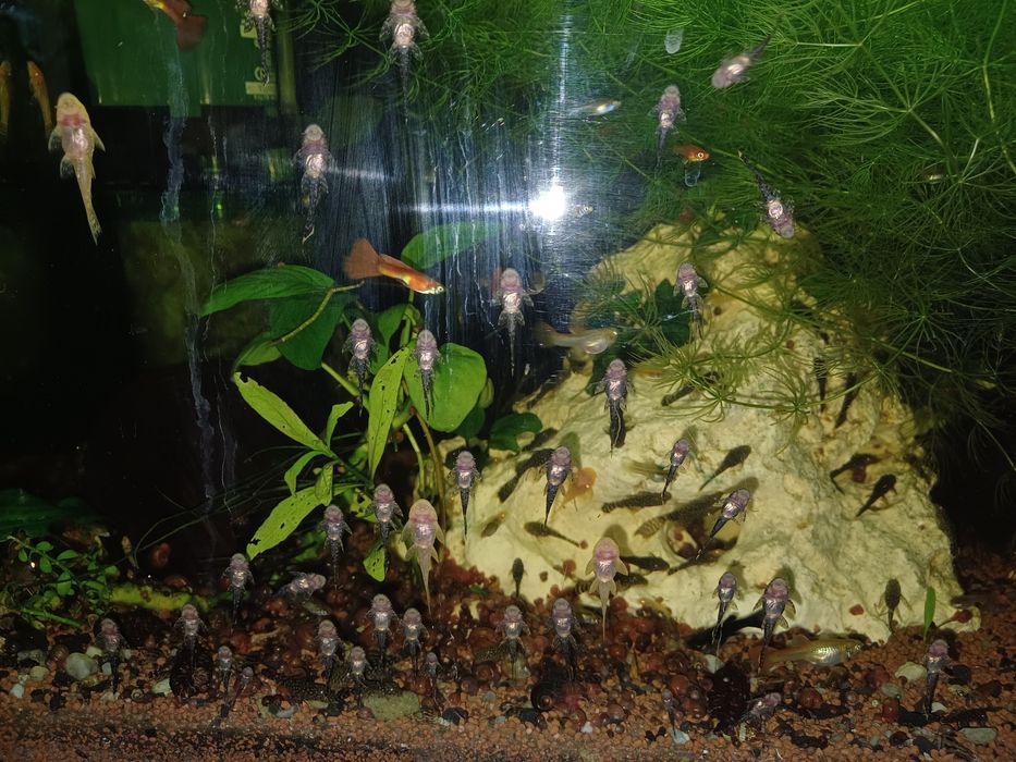 Rybki glonojady 4-5cm.