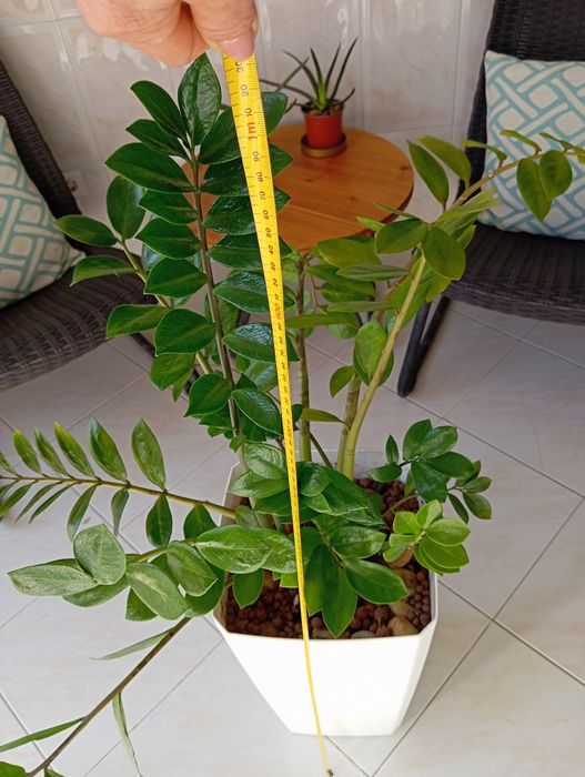 Planta + vaso - altura: 1m