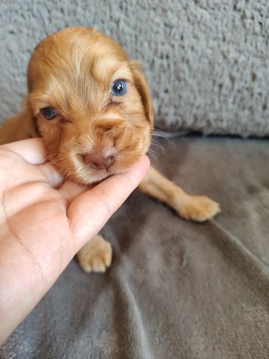 Cocker spaniel angielski suczka