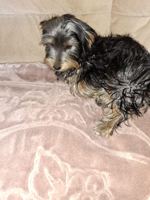 Yorkshire Terrier chłopczyk
