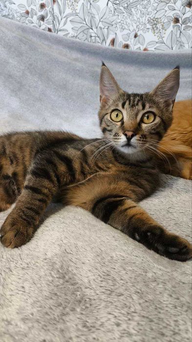 Рідкісна Руда кішечка підліток і полосатий хлопчик підліток