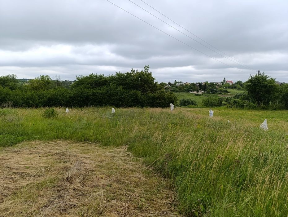 Земельна ділянка