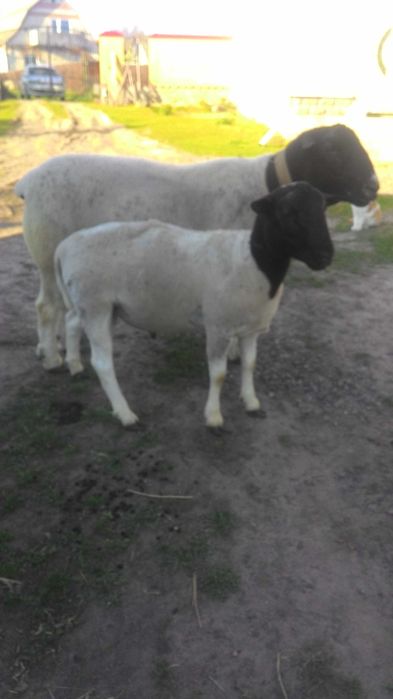 Дорпер чистопородний