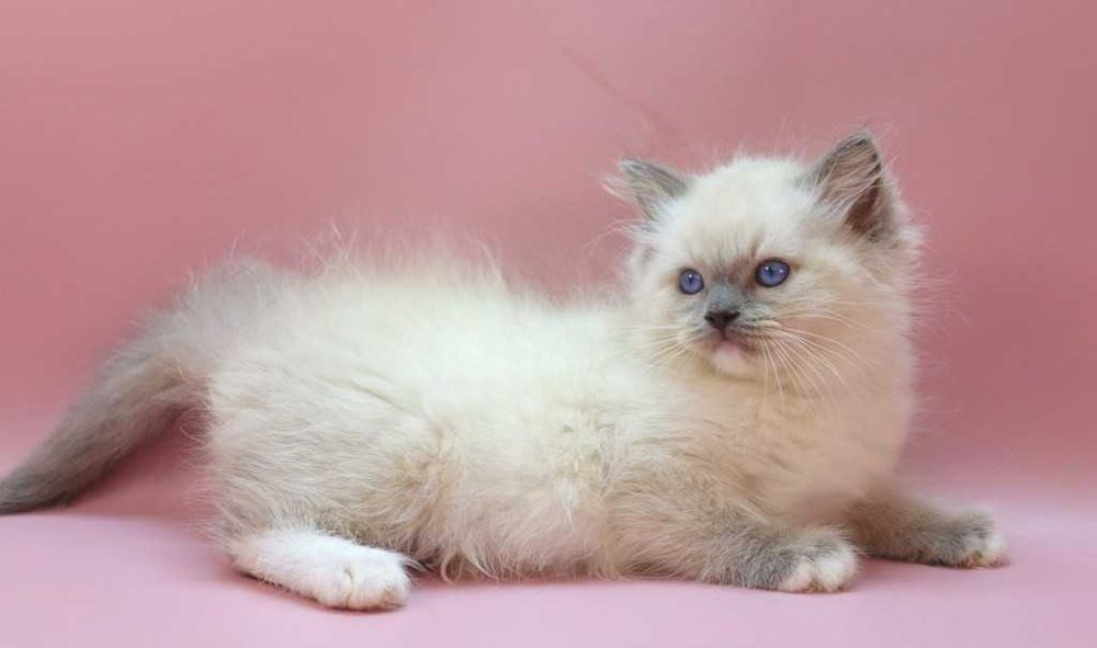 Роскошный Ragdoll//Регдолл котик
