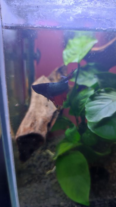 Sprzedam akwarium z bojownikiem