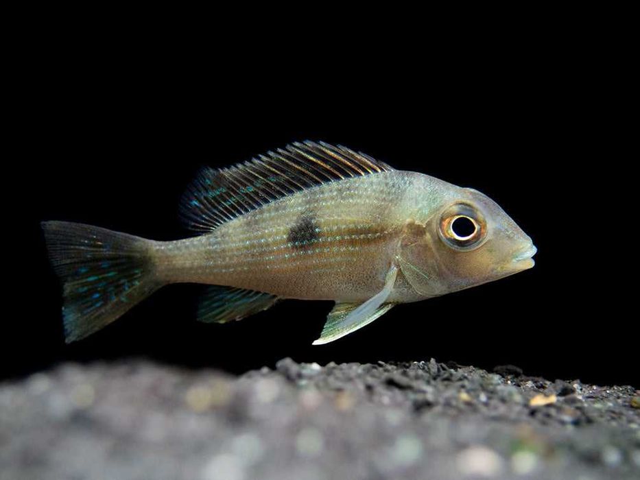 Ziemiojad Rio Gurupi - Geophagus - ODŁÓW - WF - dowóz, wysyłka