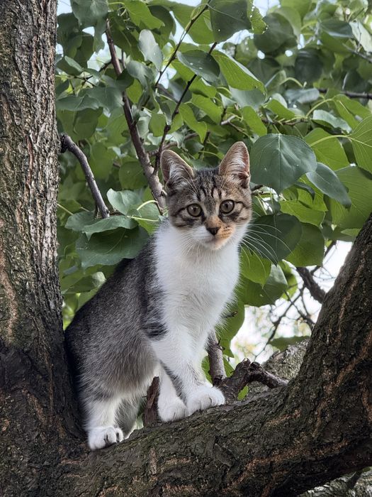 Потрібен дім Нужен дом котенку Серая пепельная кошечка
