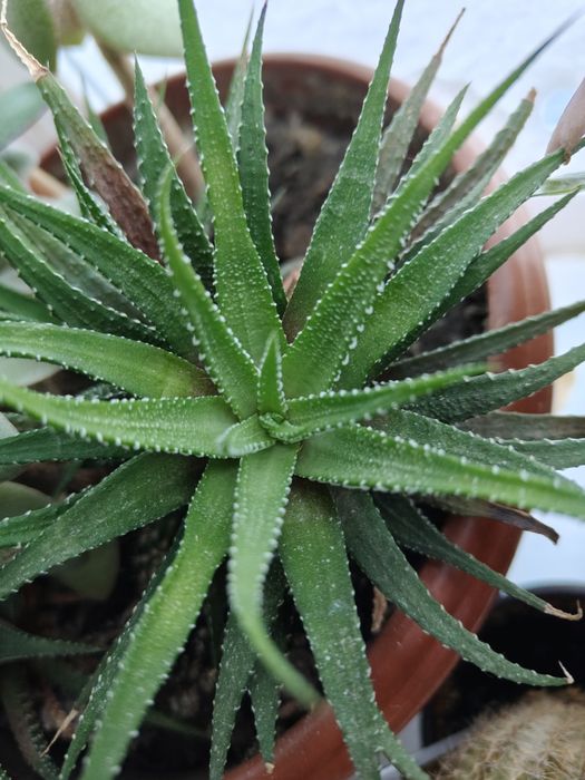 Продам  хавортию