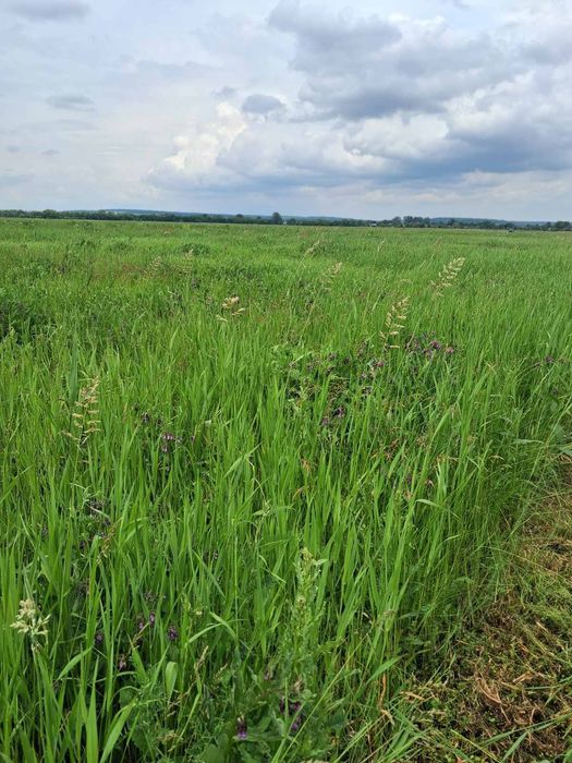 Продам сіно в тюках лугове