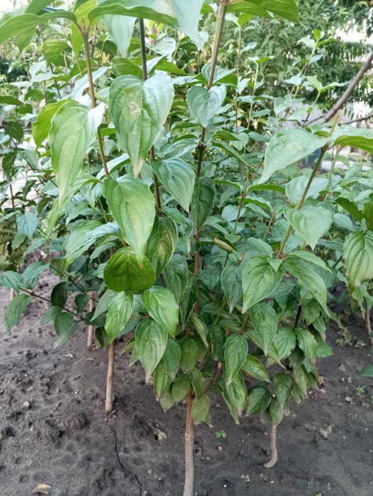 Продам саженцы кизила.