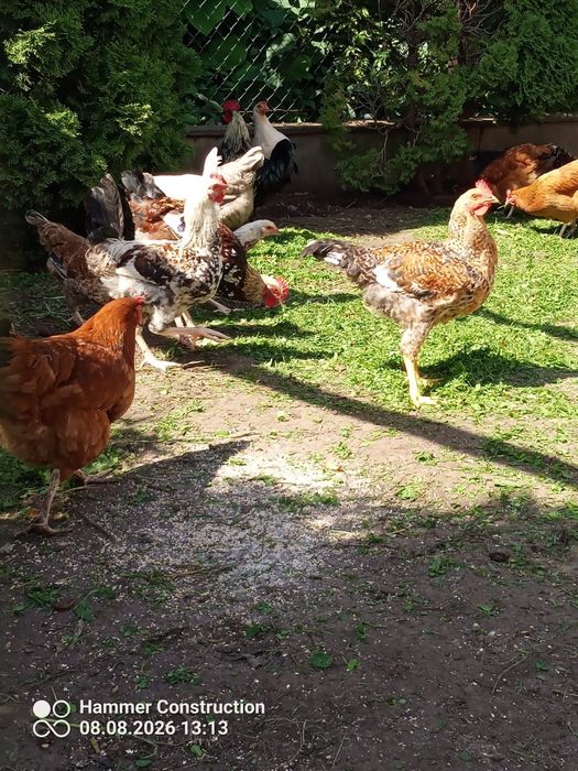 Sprzedam koguty cena dotyczy sztuki