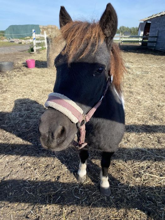 Cudowny, przekochany kucyk! Koń