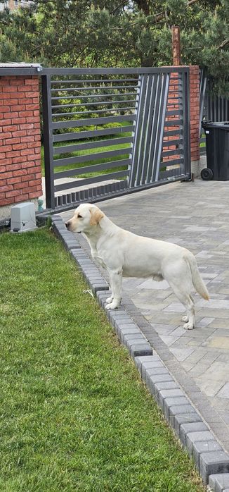 Лабрадор для злучки