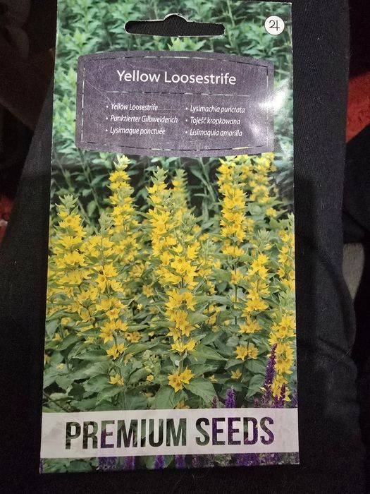 Tojeść kropkowana nasiona