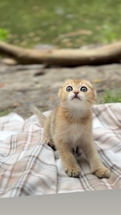 Милі Scottish Fold кошенята золота шиншила