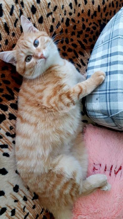 Кошечка Ханни ищет дом и семью