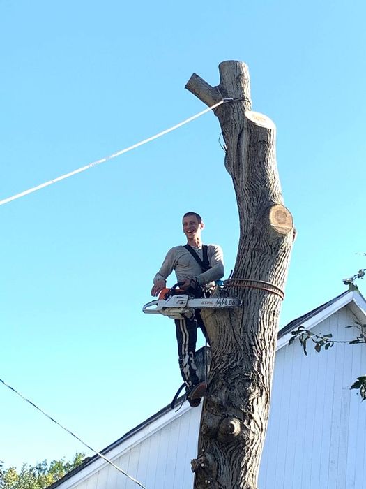 Спил, обрезка. Измельчение веток.