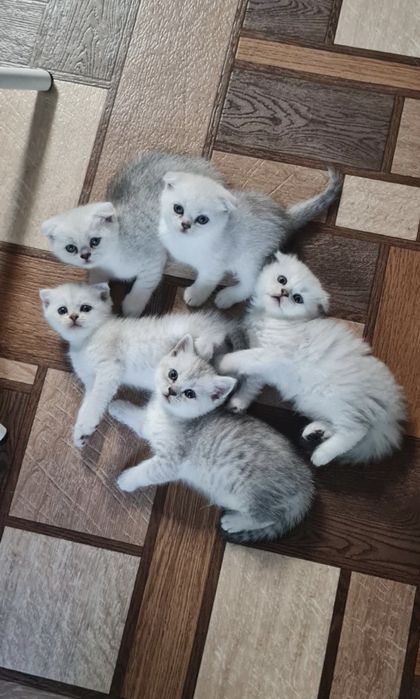 Шотландские котята серебристая вислоухий котёнок фолд страйт