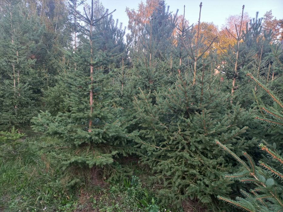 Choinka prosto z plantacji